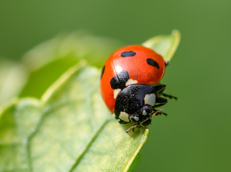 The Benefits of Ladybugs in Your Garden Natural Pest Control and More