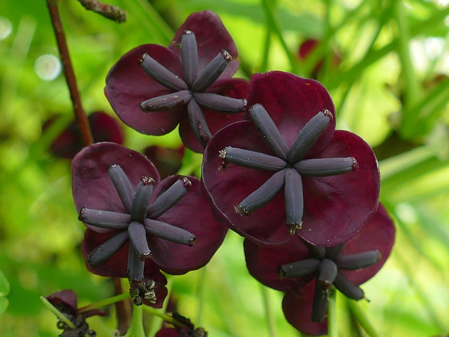 The Sweet and Unusual Chocolate Vine A Unique Addition to Your Garden