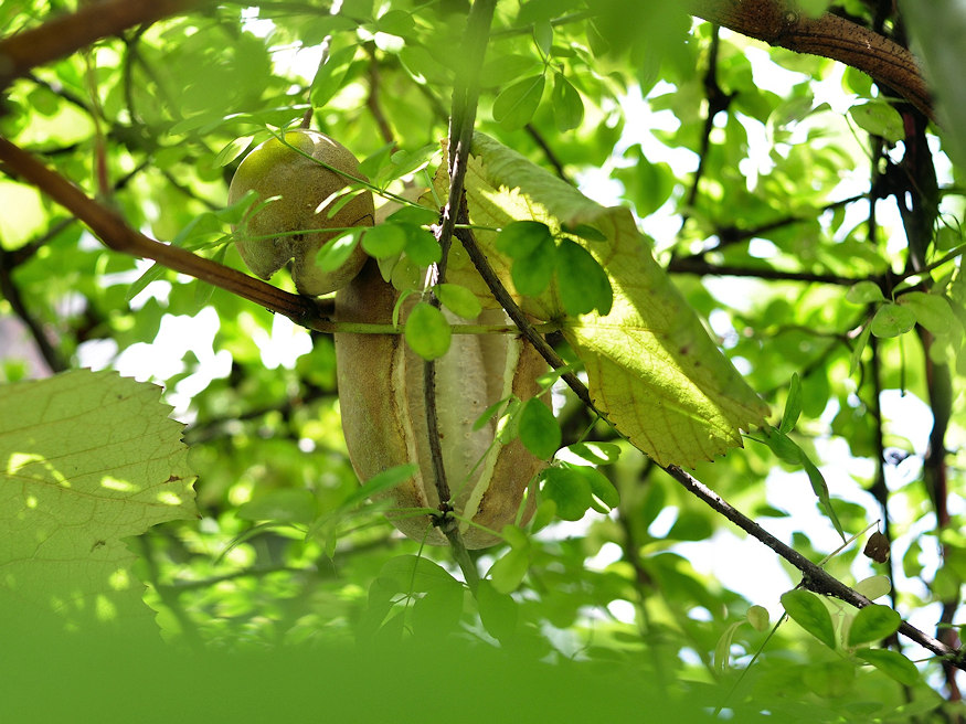 The Sweet and Unusual Chocolate Vine A Unique Addition to Your Garden