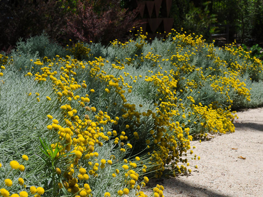 Cotton Lavender A Delightful Addition to Your Garden Garden Guide