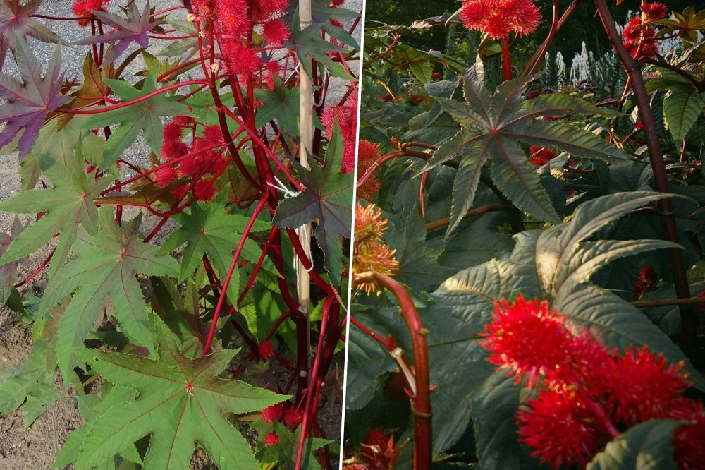 Unveiling the Enigmatic Allure of Castor Beans Exploring a Unique and