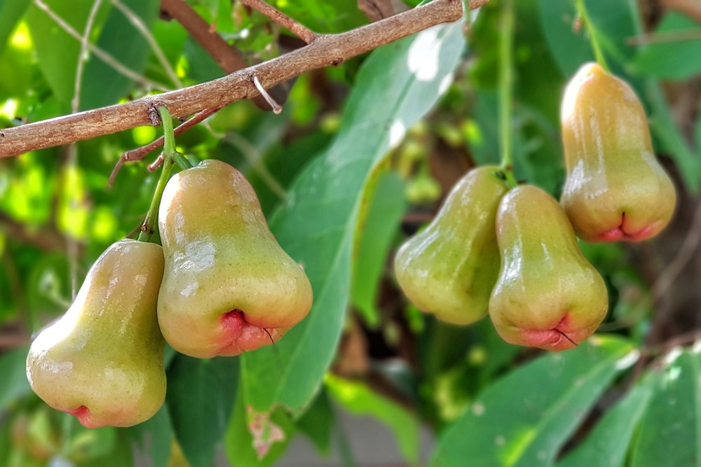 Exploring the Exotic A Guide to Growing Rose Apples in Your Garden