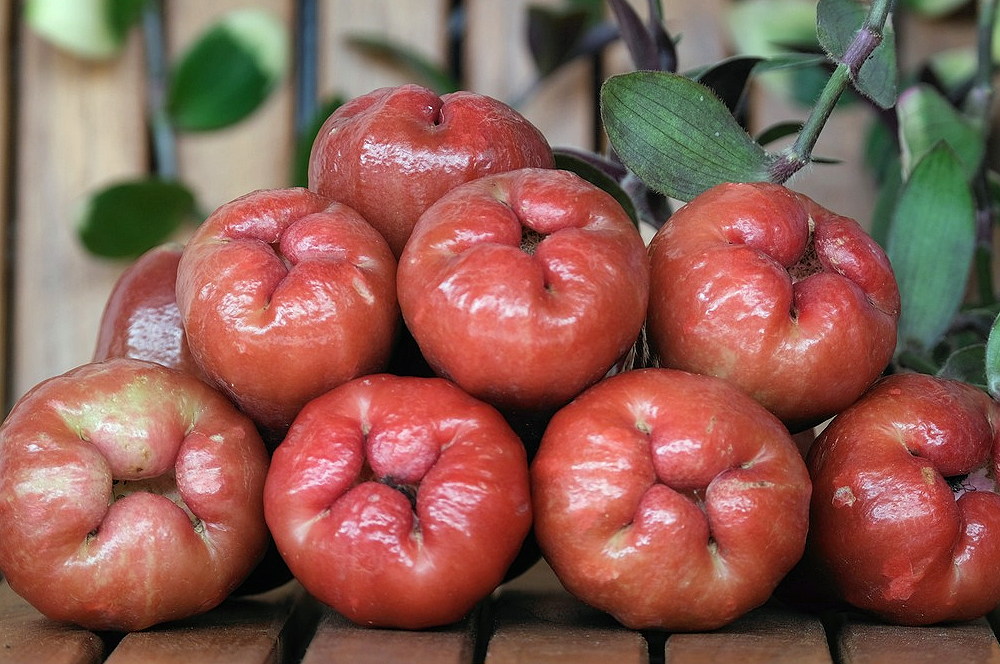 Exploring the Exotic A Guide to Growing Rose Apples in Your Garden