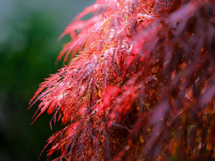 Adding Elegance to Your Garden A Guide to Growing Laceleaf Japanese