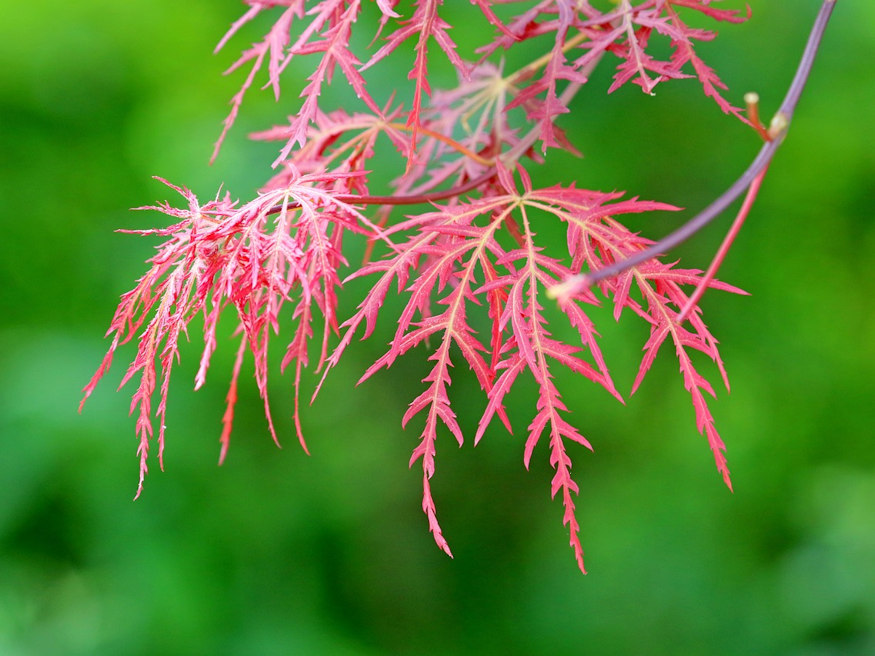 Adding Elegance to Your Garden A Guide to Growing Laceleaf Japanese