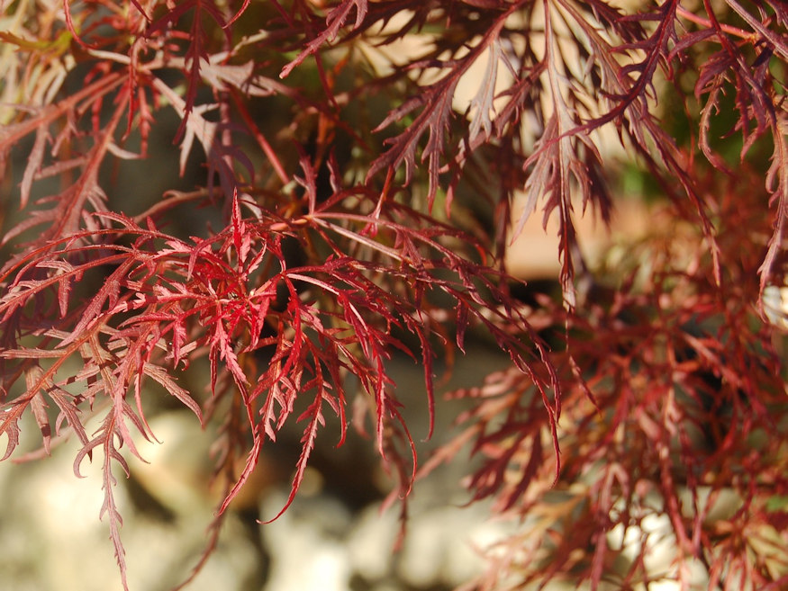 Adding Elegance to Your Garden A Guide to Growing Laceleaf Japanese