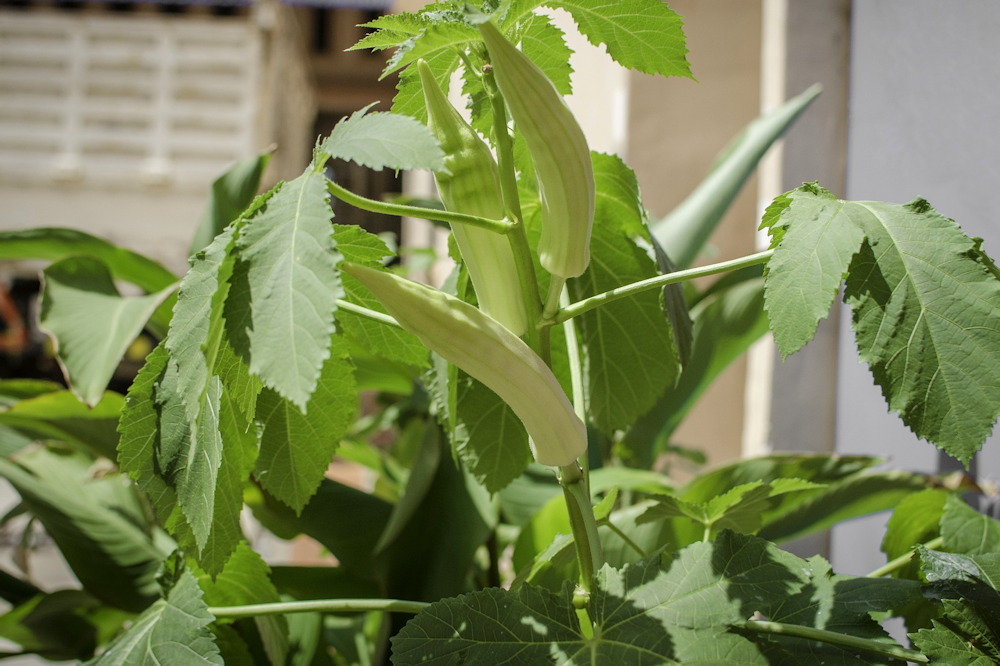 Okra A Versatile and Nutritious Addition to Your Garden and Kitchen