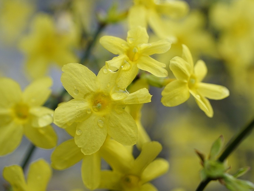6 Fantastic Plants to Brighten Up Your Winter Window Boxes Discover