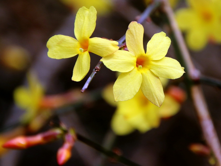6 Fantastic Plants to Brighten Up Your Winter Window Boxes Discover