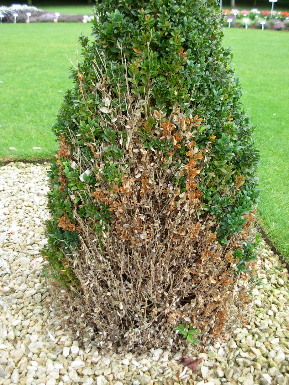 Common Pests and Diseases