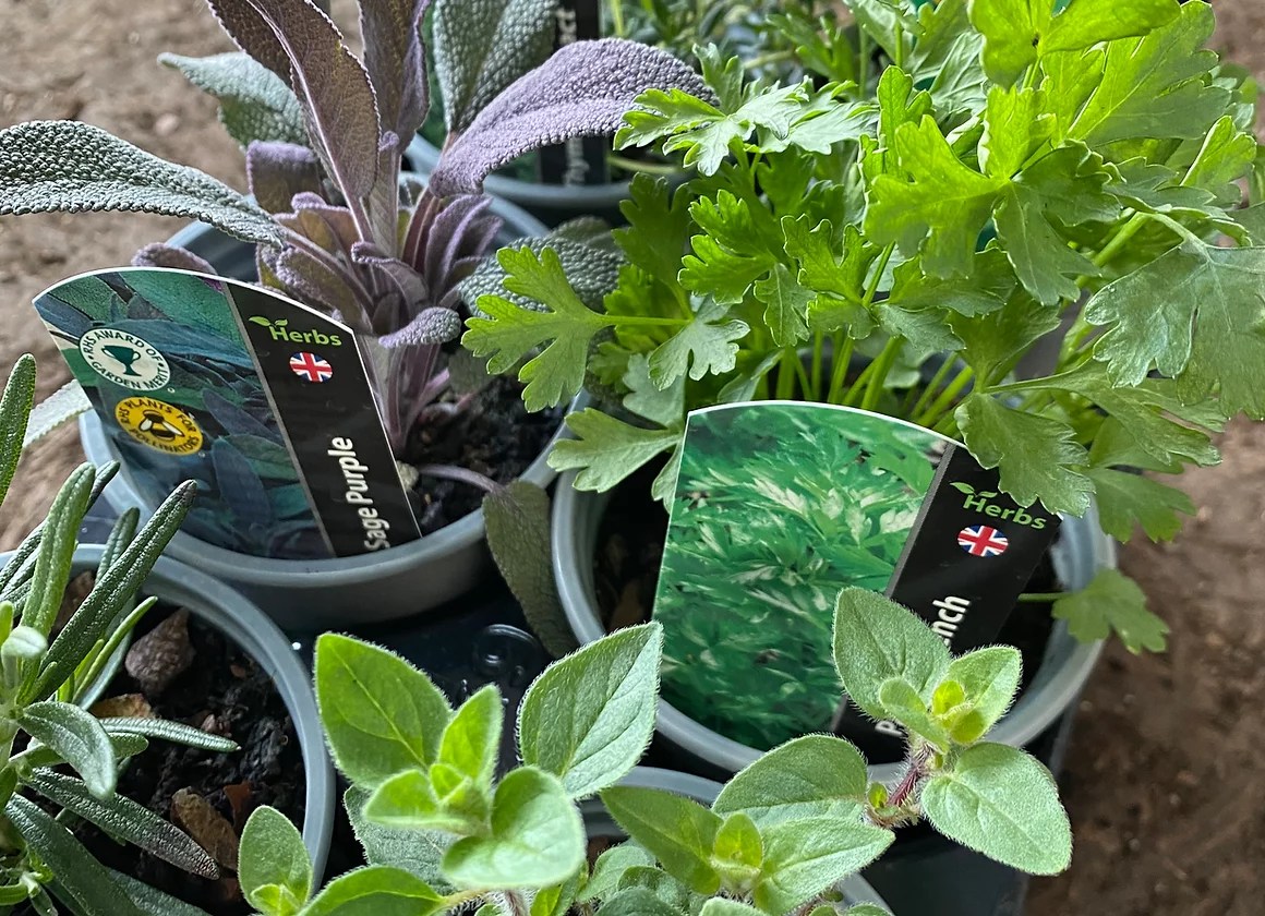 Pepperpot Herbs Launches the 6 Herb Starter Pack