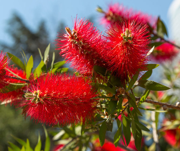 Why are the leaves of my bottlebrush turning brown?