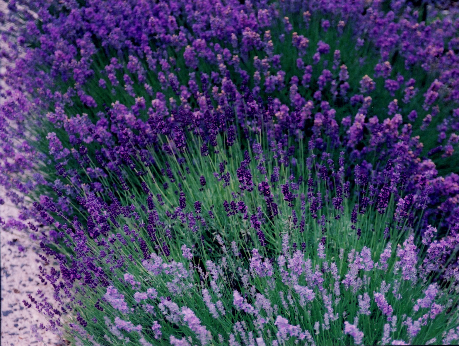 English Lavender MMS Medicinal Garden