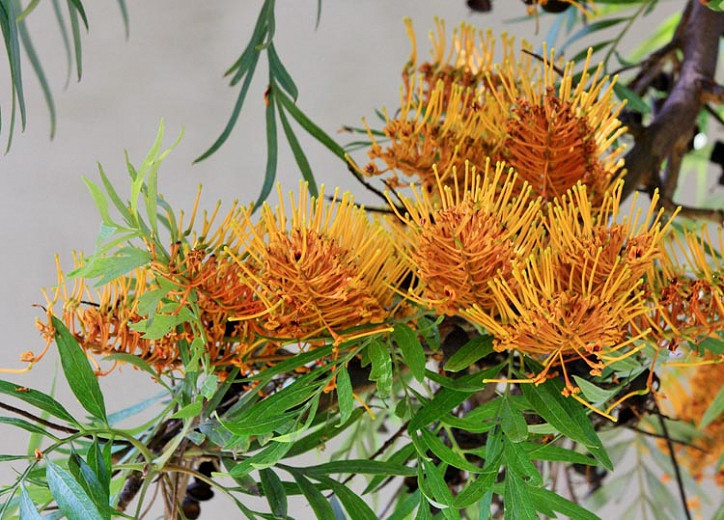 Grevillea robusta (Silky Oak) Garden