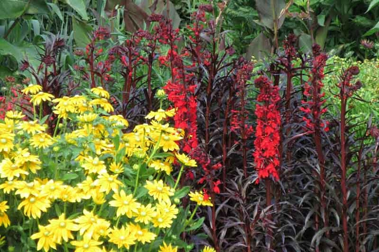 Lobelia cardinalis Queen Victoria (Cardinal Flower) Garden