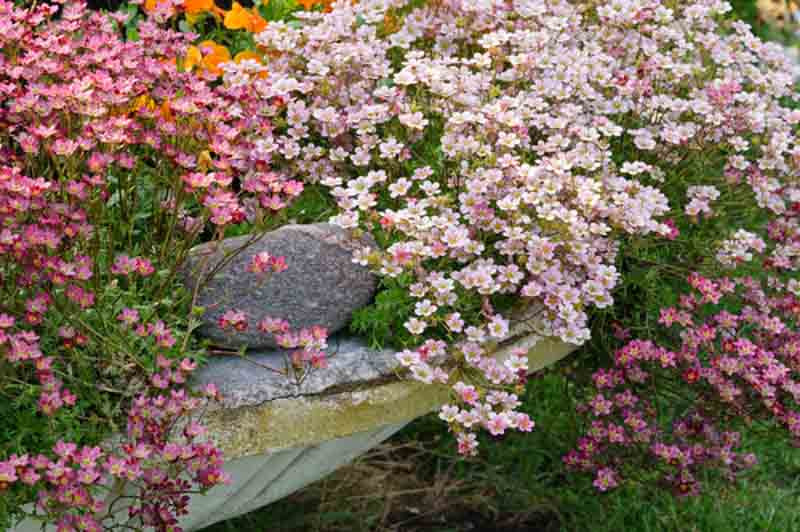 Saxifraga Saxifrages Garden