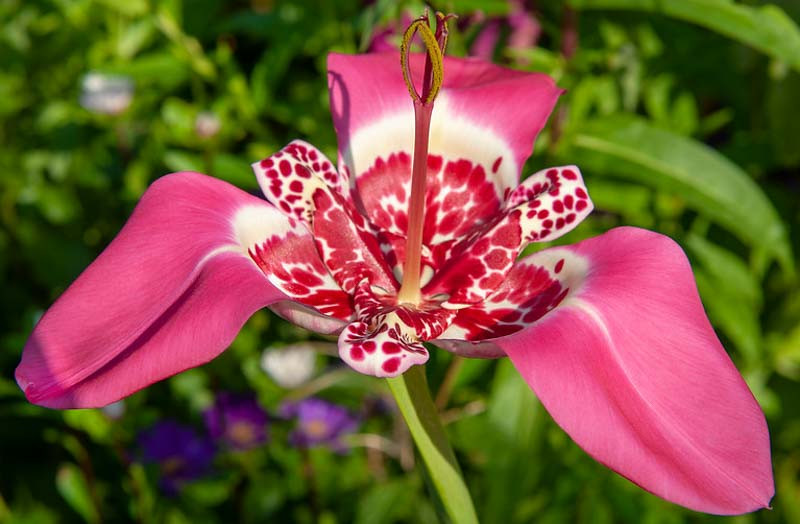 Tigridia Tiger Flowers Garden