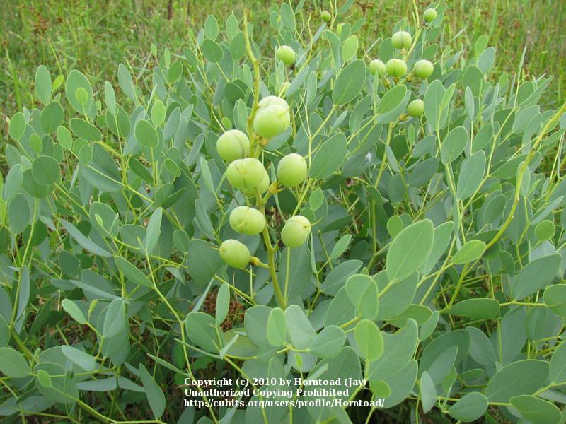 Photo of the seed pods or heads of Yellow Wild indigo (Baptisia