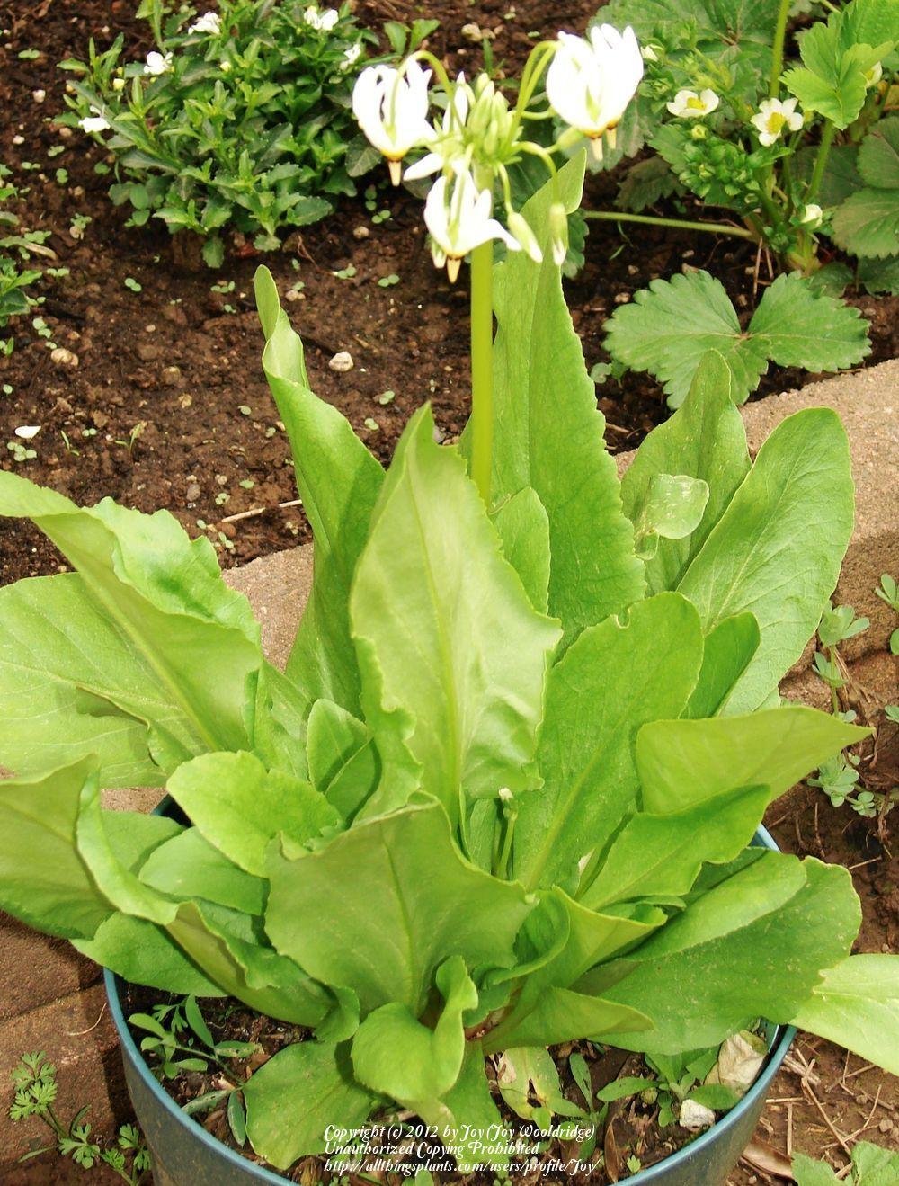 Photo of the entire plant of Shooting Star (Dodecatheon meadia 'Alba