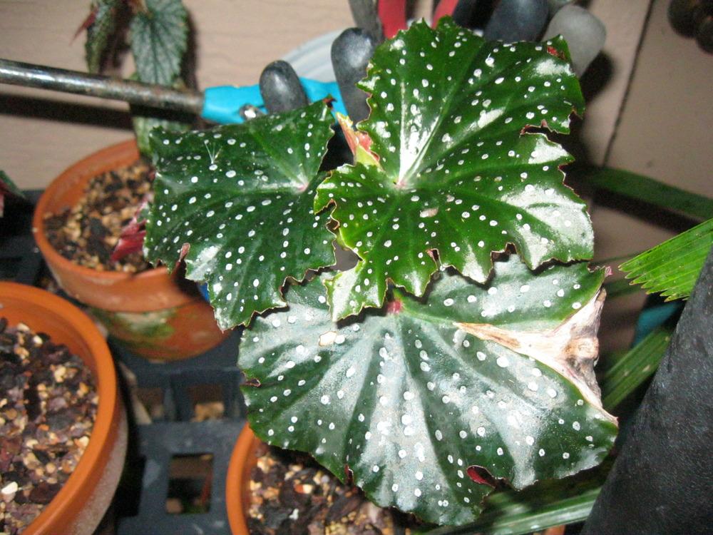 Florida Begonias in the Florida Gardening forum