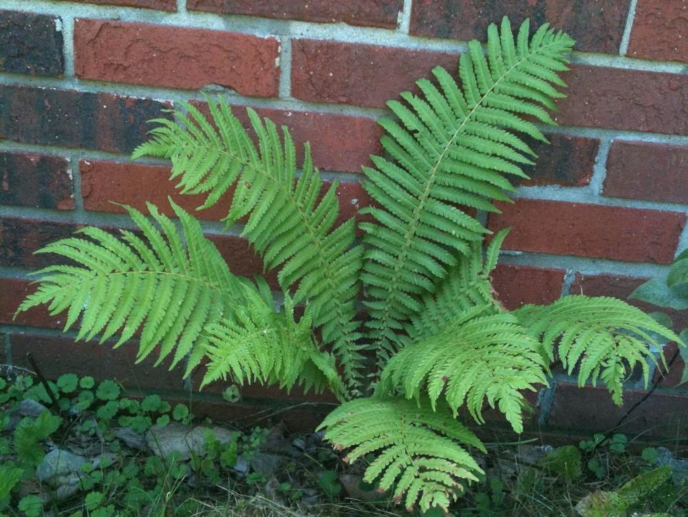 Tennessee Ostrich Fern (Homalosorus pycnocarpos)