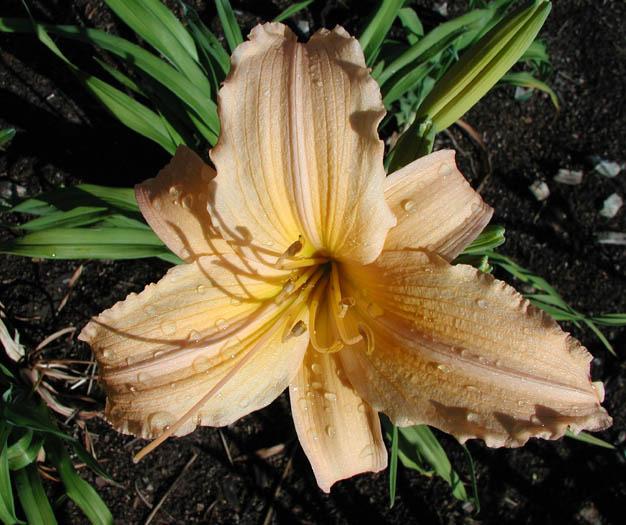 Daylily (Hemerocallis 'Korean Silk') in the Daylilies Database