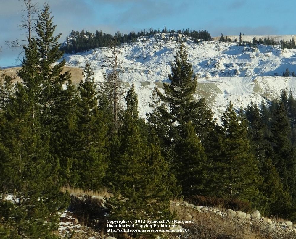 Untitled in Helping Your Fresh Christmas Tree Last Longer