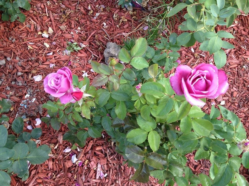 Growing Roses in Colorado