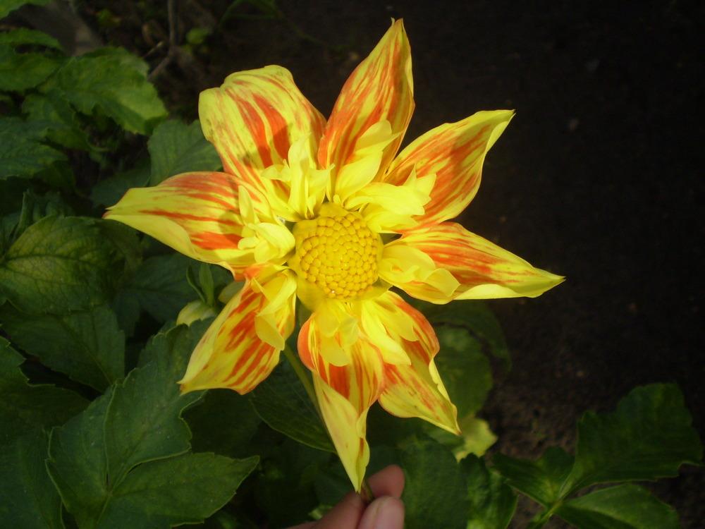 Photo of the bloom of Dahlia 'Jack O'Lantern' posted by Greyghost