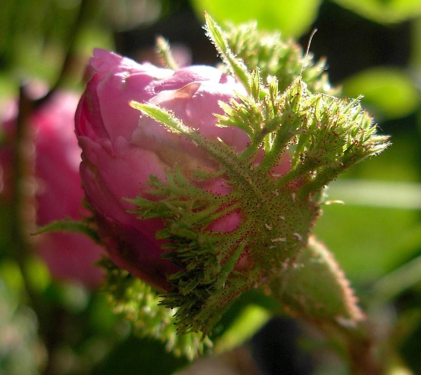 Photo of the closeup of buds, sepals and receptacles of Centifolia Rose (Rosa 'Crested Moss