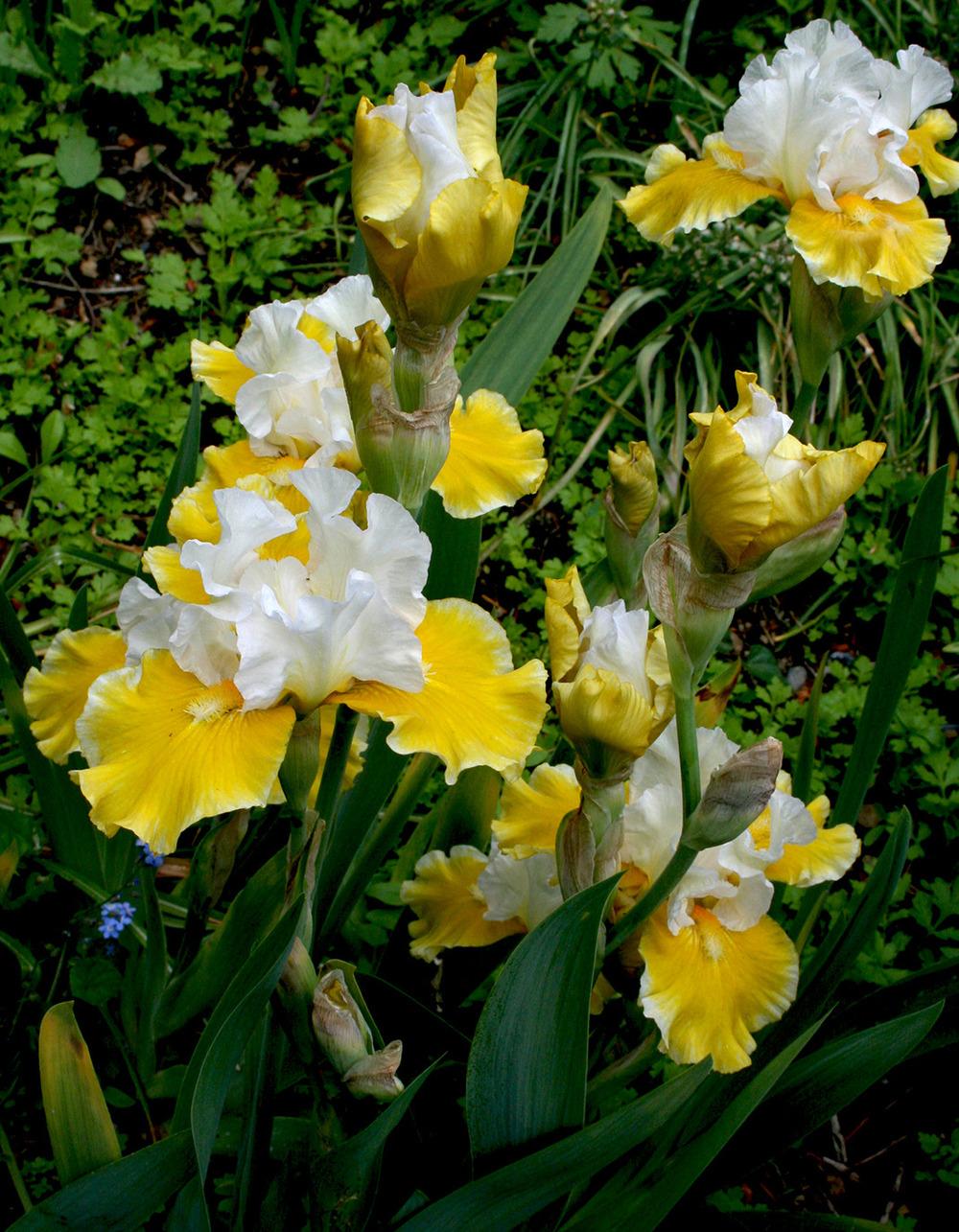 Photo of the entire plant of Tall Bearded Iris (Iris 'Aura Light