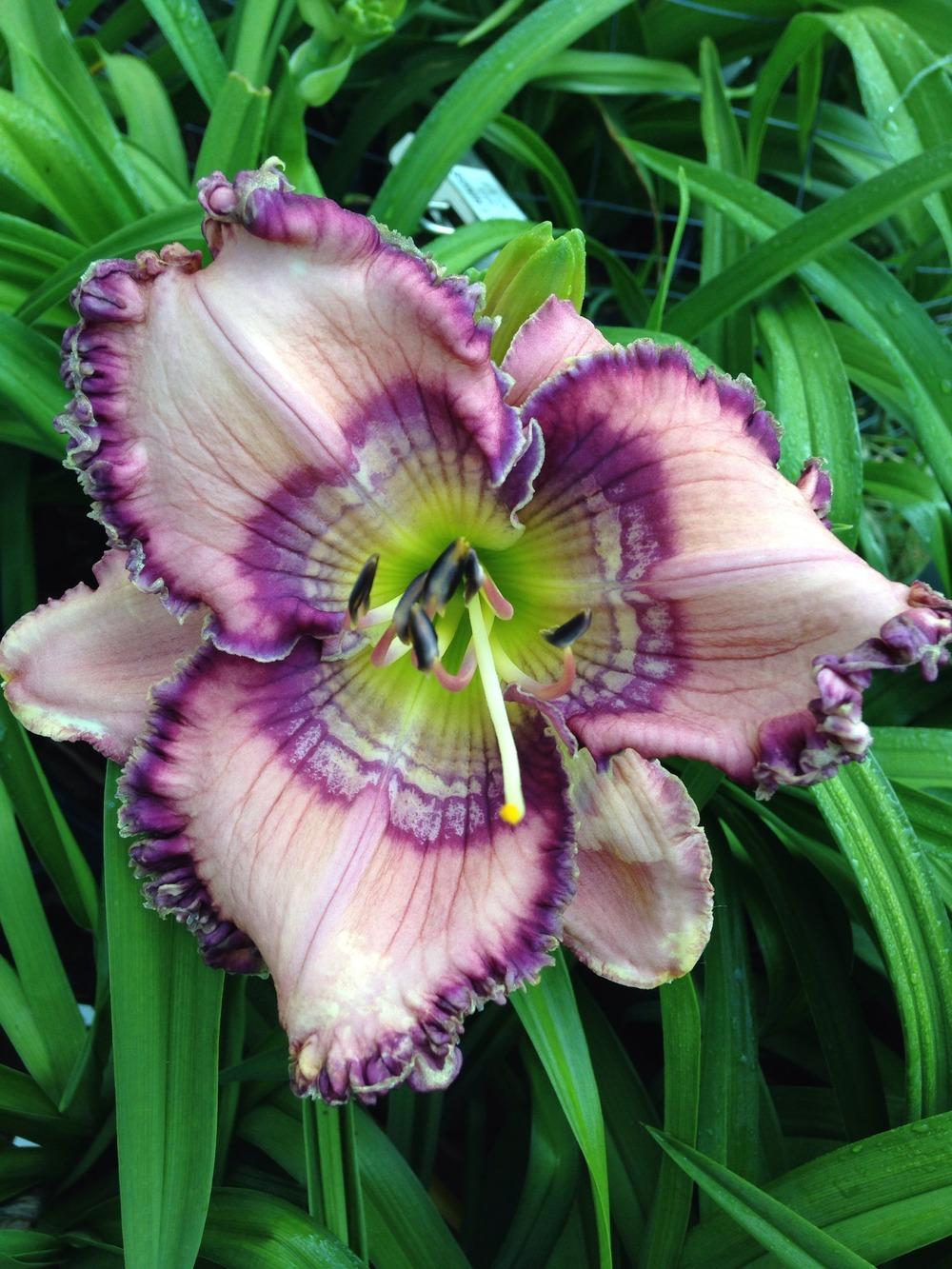 Daylily (Hemerocallis 'Cobalt Rings') in the Daylilies Database