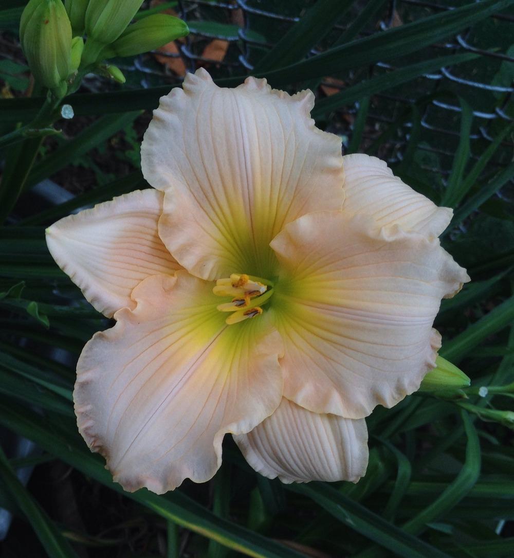 Daylily (Hemerocallis 'Fairy Tale Pink') in the Daylilies Database