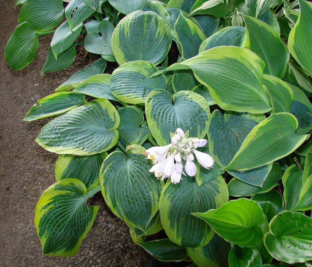 Photo of the entire plant of Hosta 'Diana Remembered' posted by Joy