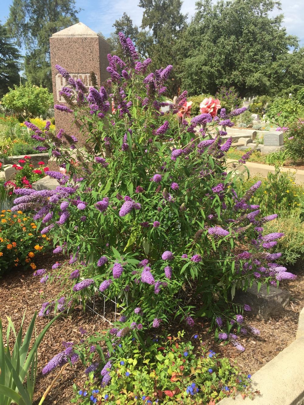 Photo of the entire plant of Butterfly Bush (Buddleja davidii English