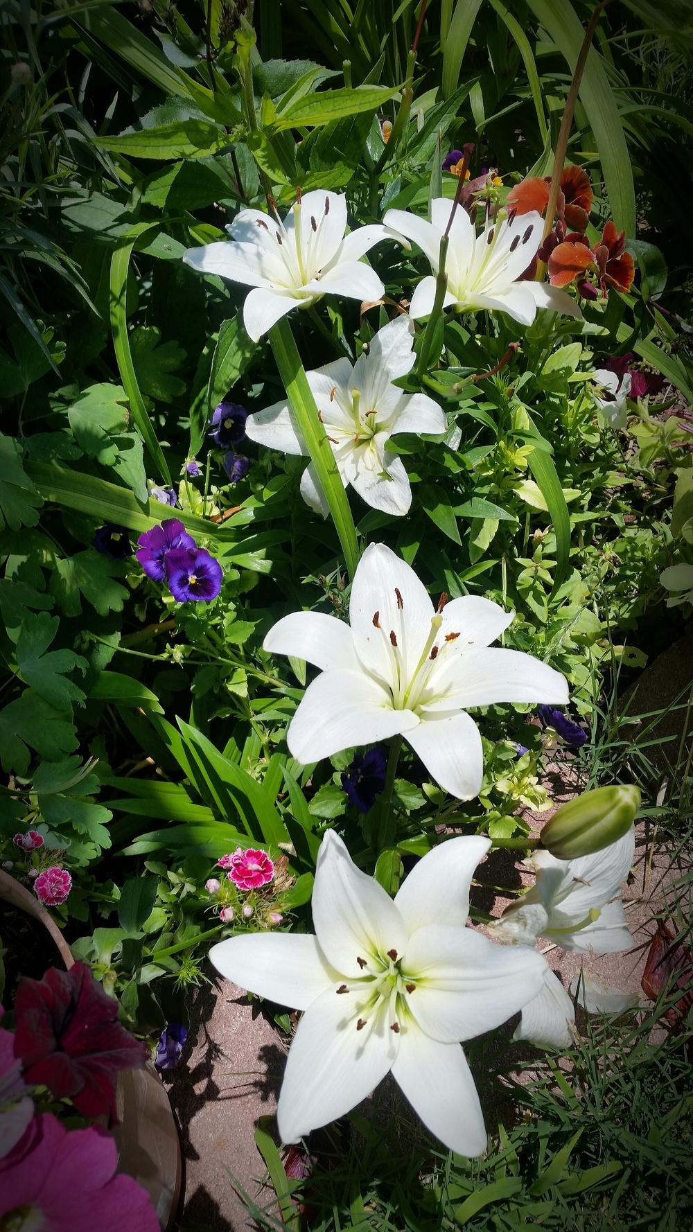 Hello from North Texas in the Lilies forum