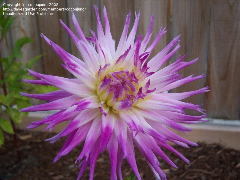 Photo of the bloom of Dahlia 'Hayley Jane' posted by cocoajuno
