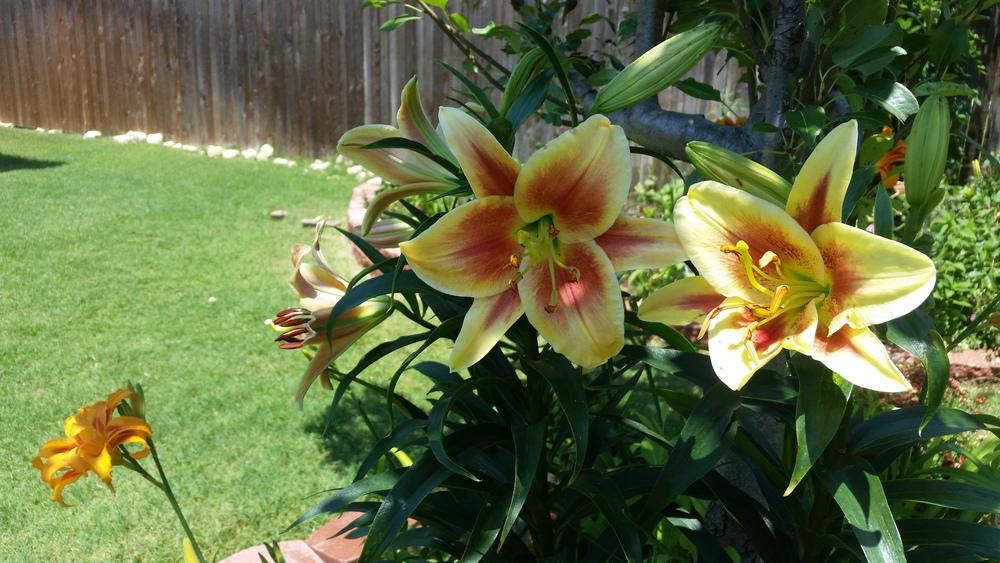 Lilies come back with just leaves, no buds or blooms in the Lilies