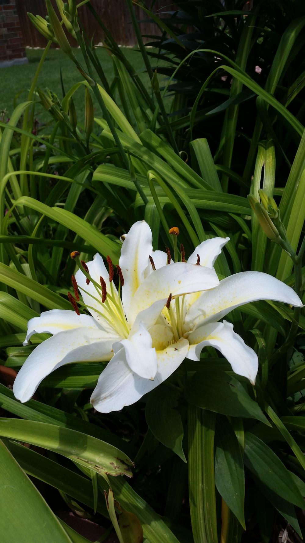 Lilies come back with just leaves, no buds or blooms in the Lilies