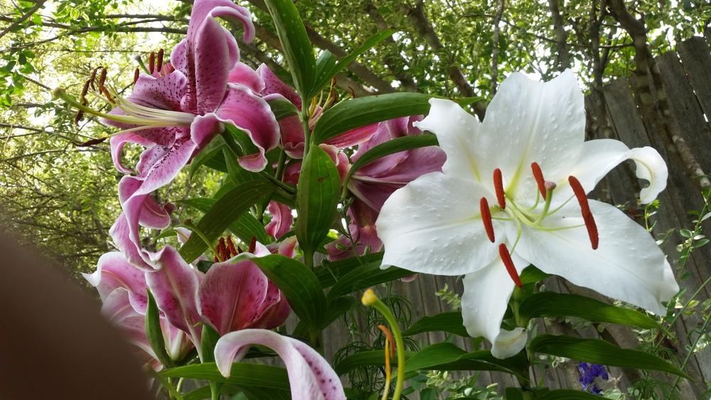 Lilies come back with just leaves, no buds or blooms in the Lilies