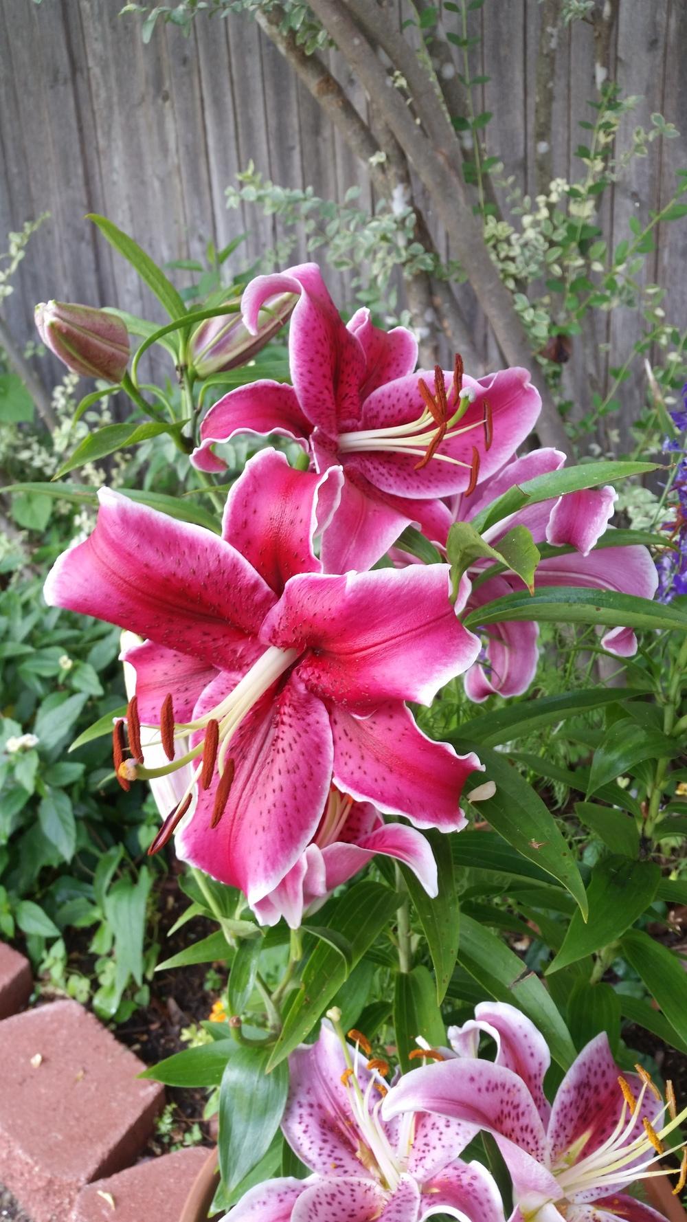 Lilies forum Lilies come back with just leaves, no buds or blooms