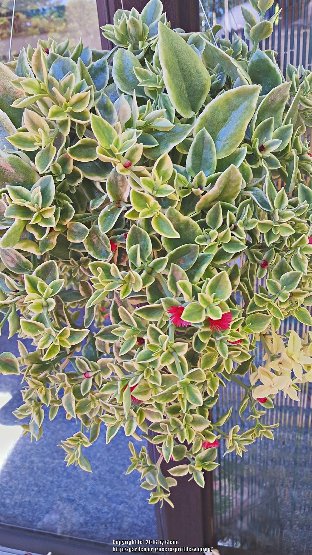 Photo of the entire plant of Baby Sunrose (Mesembryanthemum Mezoo