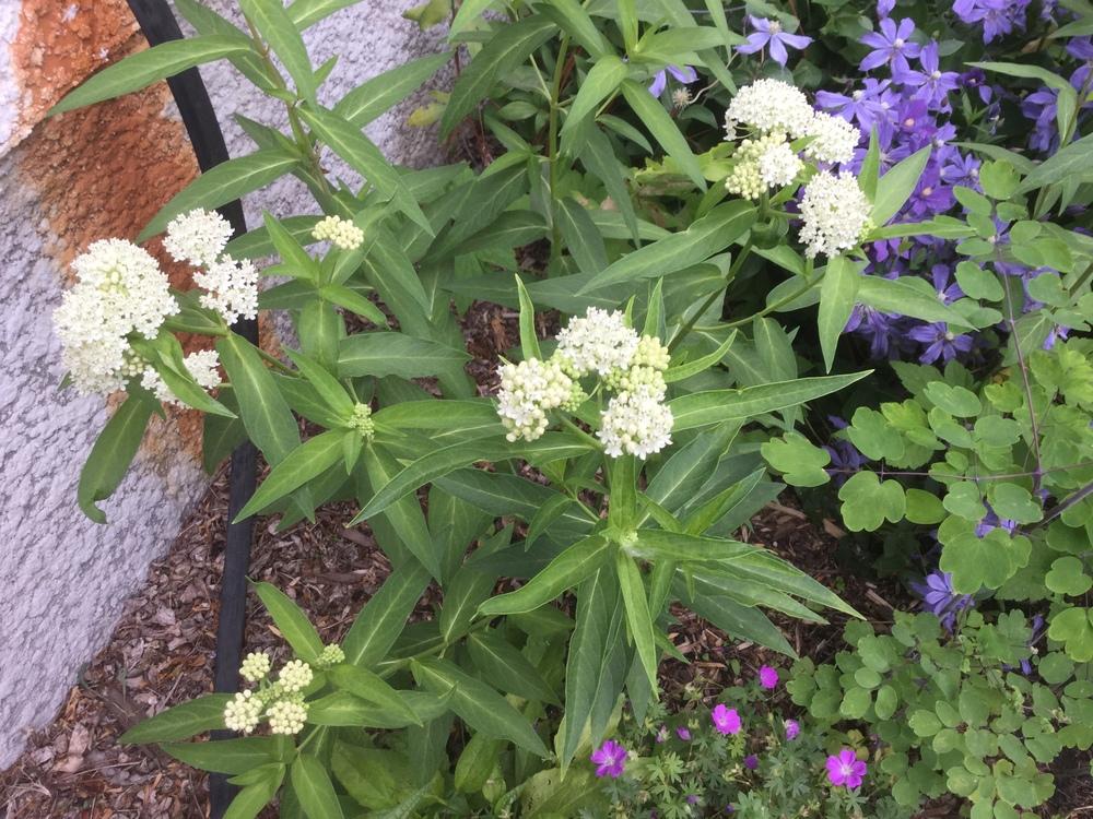 Photo of the entire plant of Swamp Milkweed (Asclepias incarnata 'Ice