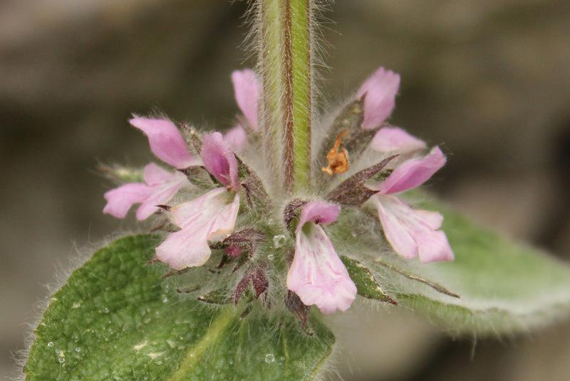 Lamb's Ear (Stachys alpina) in the Lamb's Ears Database