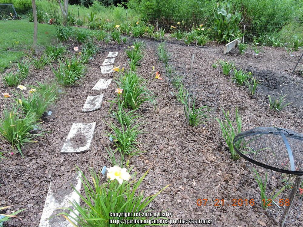 This is what my bog garden soil is beginning to look like in the Soil