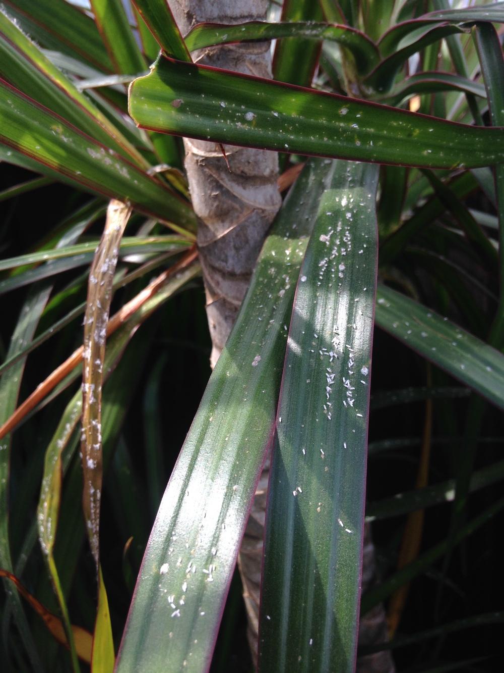 Pests and Diseases forum HELP! with identifying pest on houseplant