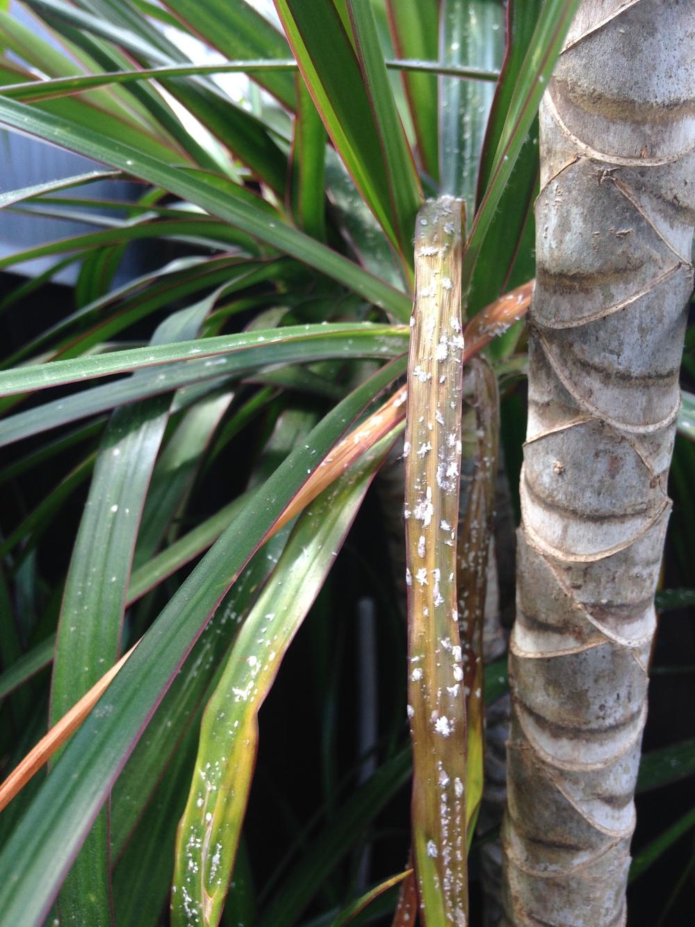 HELP! with identifying pest on houseplant (white spots/riceshaped dots