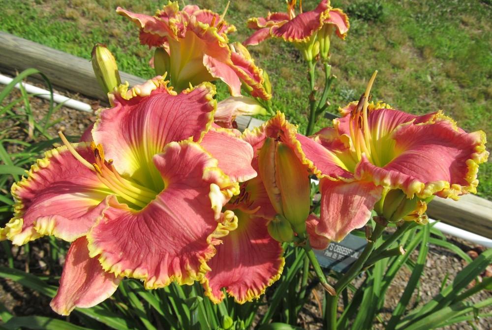 Photo of the bloom of Daylily (Hemerocallis 'Rose Knockout') posted by