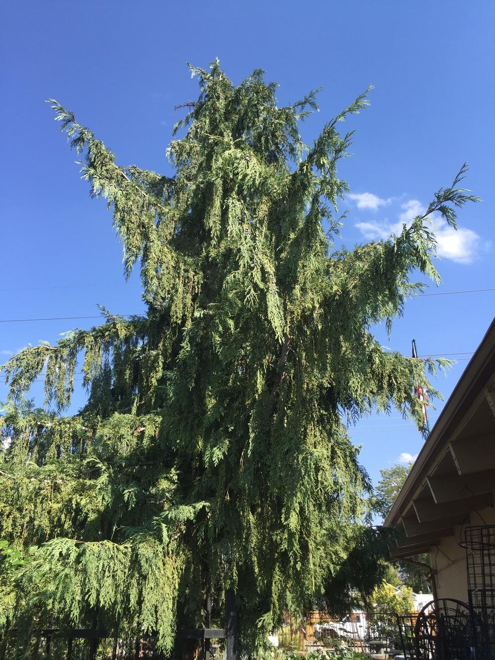 Photo of Weeping Alaska Cedar (Xanthocyparis nootkatensis 'Pendula') It looks like the wrong