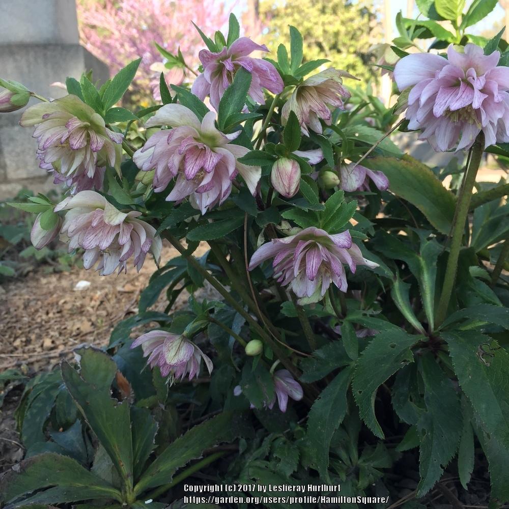 Hellebores Plant Care and Collection of Varieties